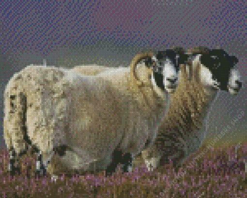 The Scottish Black Faced Sheep Diamond Painting