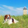 Kooikerhondje Diamond Painting