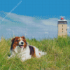 Kooikerhondje Diamond Painting