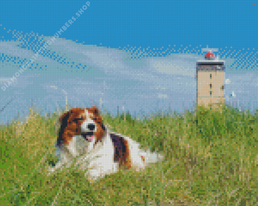 Kooikerhondje Diamond Painting