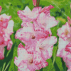 Pink Gladiolus Diamond Painting