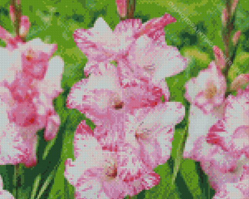 Pink Gladiolus Diamond Painting