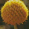 Billy Buttons Diamond Painting