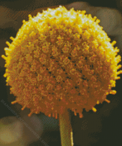 Billy Buttons Diamond Painting