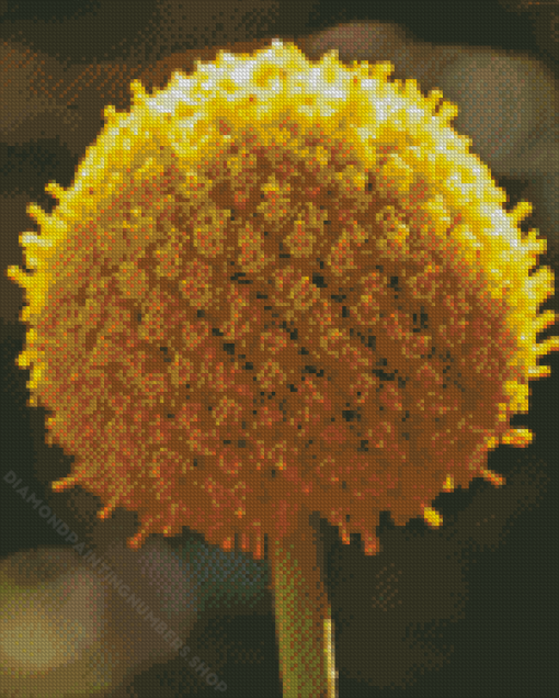 Billy Buttons Diamond Painting