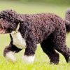 Brown Portuguese Water Dog Walking Diamond Paintings