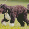 Brown Portuguese Water Dog Walking Diamond Paintings