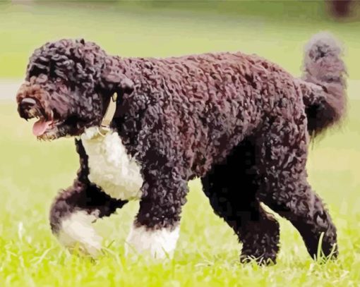 Brown Portuguese Water Dog Walking Diamond Paintings