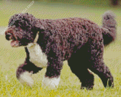 Brown Portuguese Water Dog Walking Diamond Paintings