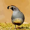 California Quail Diamond Painting