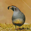 California Quail Diamond Painting