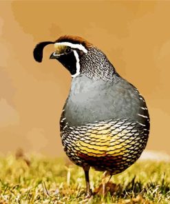 California Quail Diamond Painting