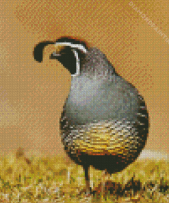 California Quail Diamond Painting