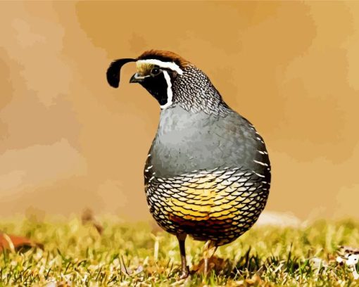 California Quail Diamond Painting