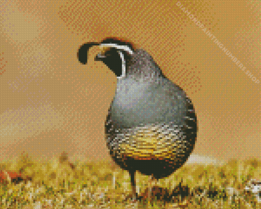 California Quail Diamond Painting