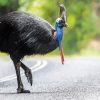 Cassowary Bird Diamond Painting