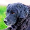 Close up black golden retriever Diamond Dotz