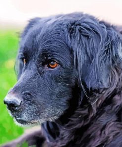 Close up black golden retriever Diamond Dotz