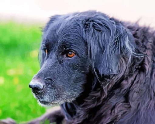 Close up black golden retriever Diamond Dotz