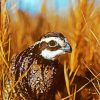 Close up bobwhite quail Bird Diamond Paintings