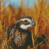 Close up bobwhite quail Bird Diamond Paintings