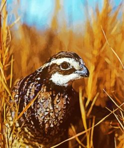 Close up bobwhite quail Bird Diamond Paintings