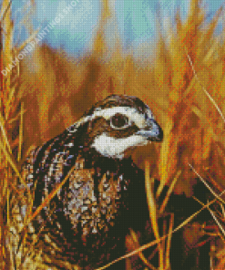 Close up bobwhite quail Bird Diamond Paintings