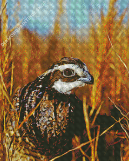 Close up bobwhite quail Bird Diamond Paintings