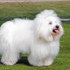 Coton Tulear Diamond Painting