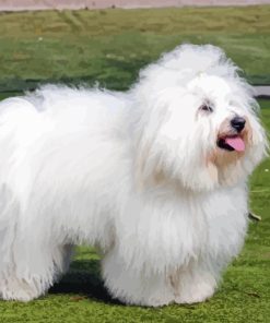 Coton Tulear Diamond Painting