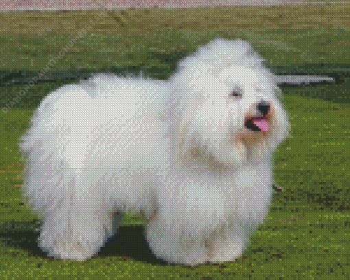 Coton Tulear Diamond Painting