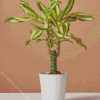 Dracaena Diamond Painting