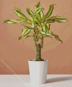 Dracaena Diamond Painting