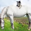 Grey Horse with mini Aussie Diamond Dotz