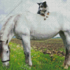 Grey Horse with mini Aussie Diamond Dotz