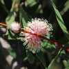 Hakea Plant Diamond Painting