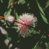 Hakea Plant Diamond Painting