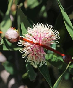 Hakea Plant Diamond Painting