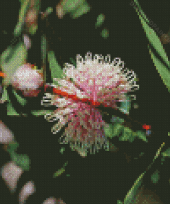 Hakea Plant Diamond Painting