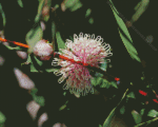 Hakea Plant Diamond Painting