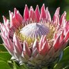 King Protea Diamond Painting