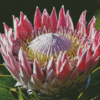 King Protea Diamond Painting