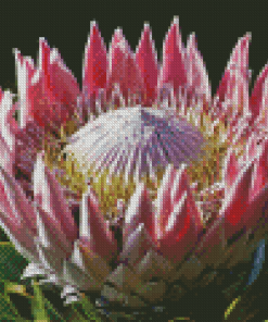 King Protea Diamond Painting