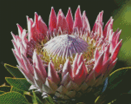 King Protea Diamond Painting