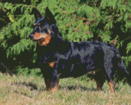 Lancashire Heeler Diamond Painting