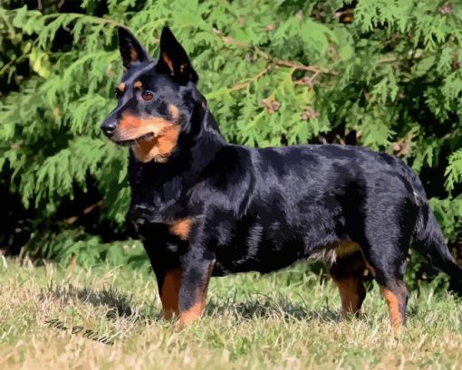 Lancashire Heeler Diamond Painting