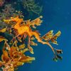 Leafy Seadragon Diamond Painting