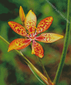 Leopard flower Diamond Paintings