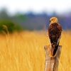 Marsh Harrier Bird Diamond Painting