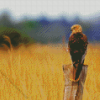 Marsh Harrier Bird Diamond Painting